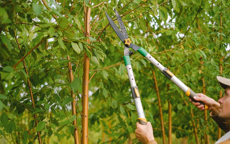 Tree trimming in New Martinsville, WV